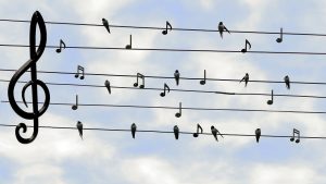 birds, swifts, singing-2672101.jpg